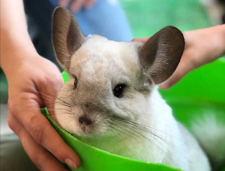 $City Small Animal Veterinarian